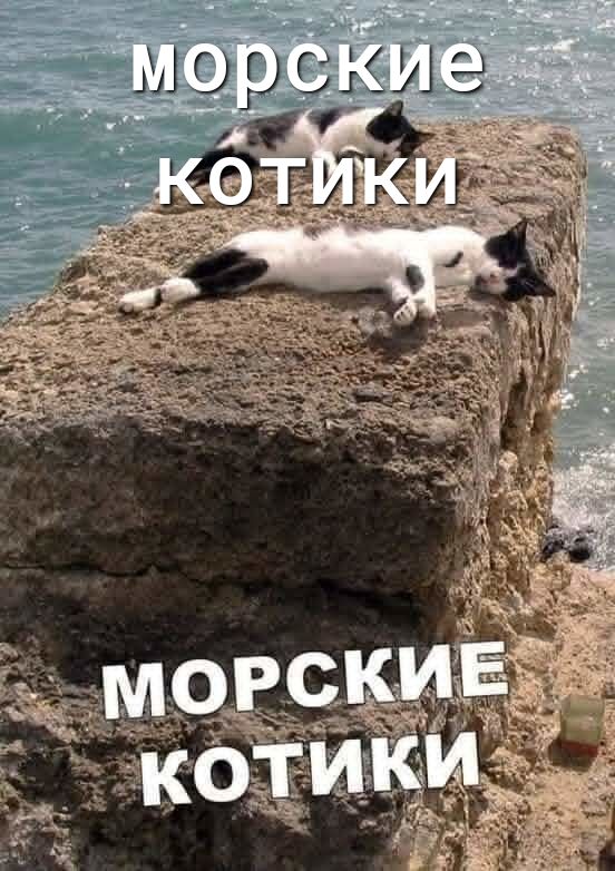 морские котики
морские котики