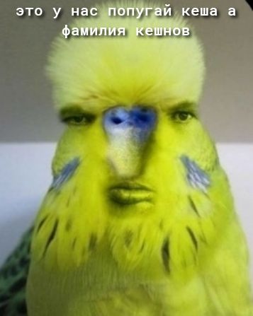 это у нас попугай кеша а фамилия кешнов