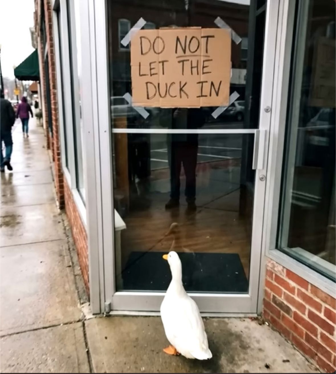 DO NOT LET THE DUCK IN