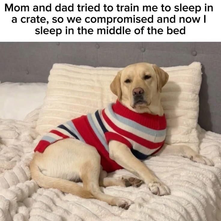 Mom and dad tried to train me to sleep in a crate, so we compromised and now I sleep in the middle of the bed