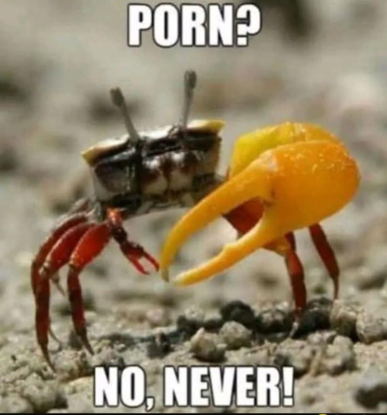 PORN? NO, NEVER!