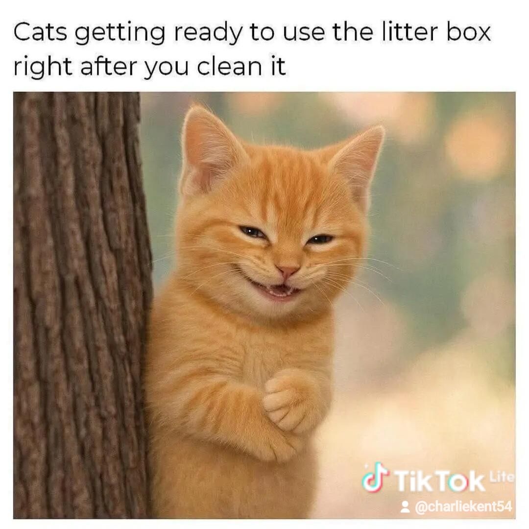 Cats getting ready to use the litter box right after you clean it