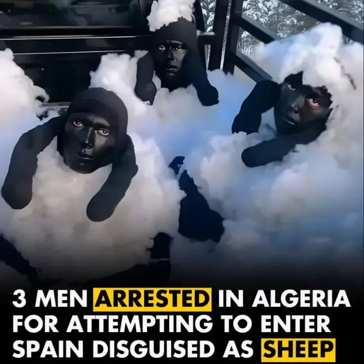 3 MEN ARRESTED IN ALGERIA FOR ATTEMPTING TO ENTER SPAIN DISGUISED AS SHEEP