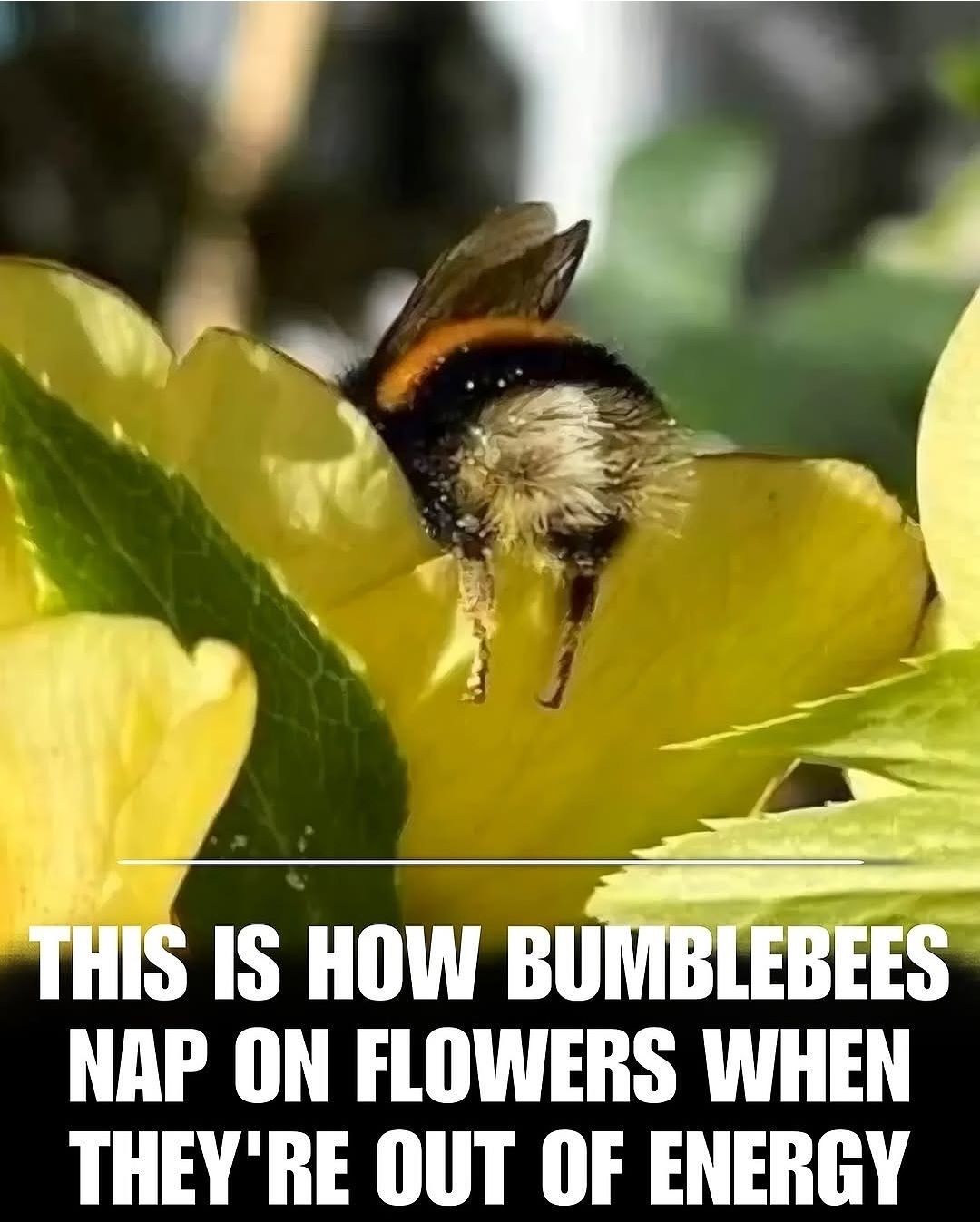 THIS IS HOW BUMBLEBEES NAP ON FLOWERS WHEN THEY'RE OUT OF ENERGY
