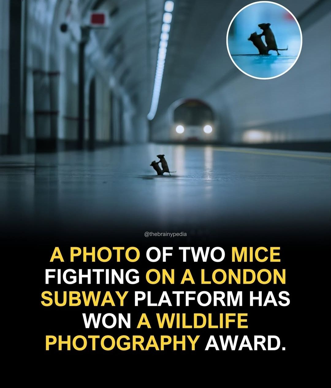 A PHOTO OF TWO MICE FIGHTING ON A LONDON SUBWAY PLATFORM HAS WON A WILDLIFE PHOTOGRAPHY AWARD.