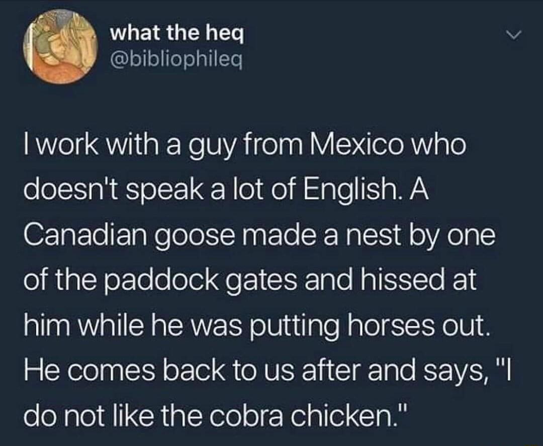 L EIS TN bibliophileq work with a guy from Mexico who doesnt speak a lot of English A OsEleETpNelole R ETo RNl o Aolo of the paddock gates and hissed at him while he was putting horses out He comes back to us after and says I do not like the cobra chicken