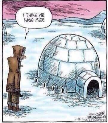 I think we have mice.