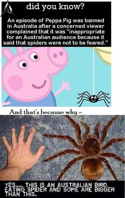 y did you know A An episode of Peppa Pig was banned T EIEEN e LD I L RV Ll LIETGER RO E S AVESRT ETT G E for an Australian audience because if said that spiders were not to be feared