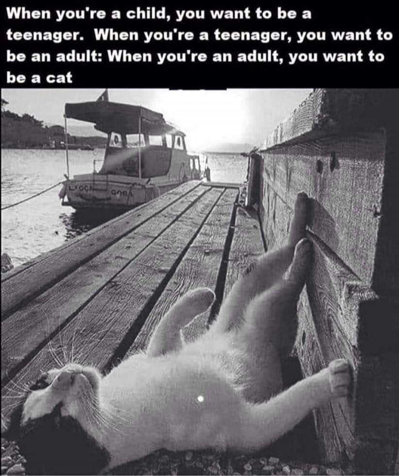 When you're a child, you want to be a teenager. When you're a teenager, you want to be an adult: When you're an adult, you want to be a cat