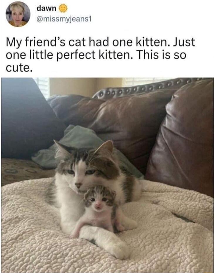 dawn yjeanst My friends cat had one kitten Just one little perfect kitten This is so cute