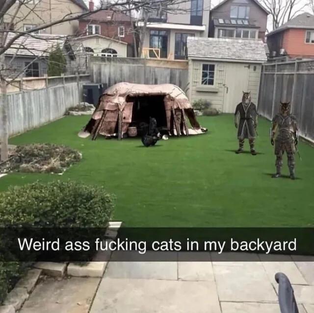 g Weird ass fucking cats in my backyard e 3