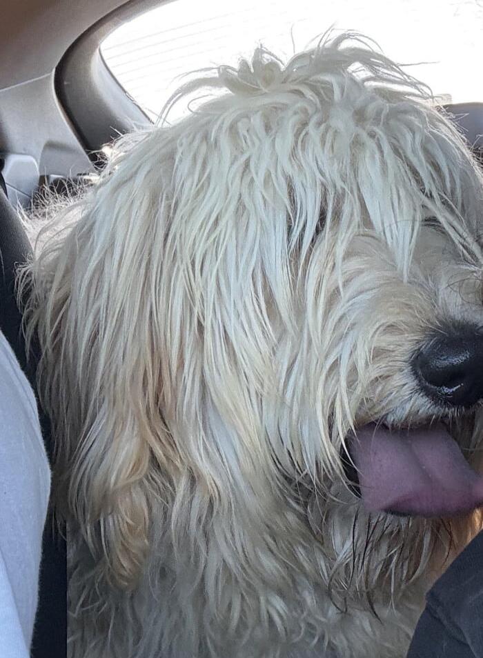 A fluffy dog with long beige fur in a car, tongue out.