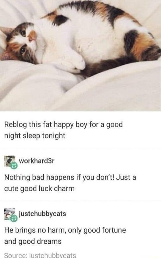 Reblog this fat happy boy for a good night sleep tonight gworkhardar Nothing bad happens if you dont Just a cute good luck charm iustchubbycas He brings no harm only good fortune and good dreams hubbvcats
