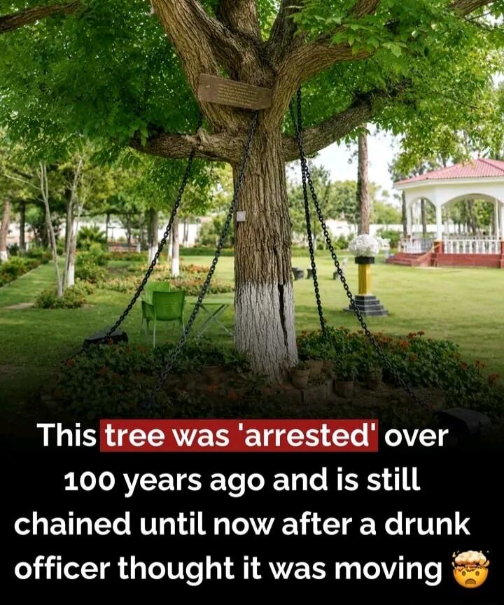 This tree was 'arrested' over 100 years ago and is still chained until now after a drunk officer thought it was moving