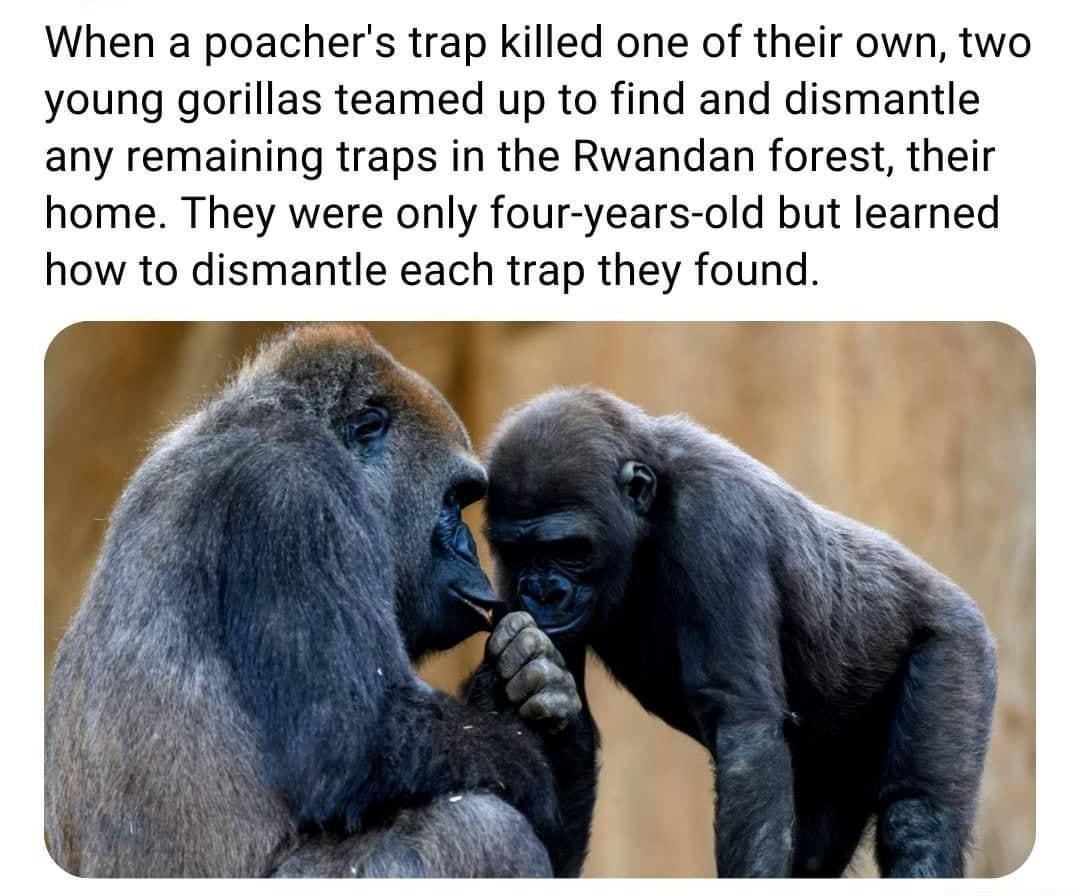 When a poachers trap killed one of their own two young gorillas teamed up to find and dismantle any remaining traps in the Rwandan forest their home They were only four years old but learned how to dismantle each trap they found