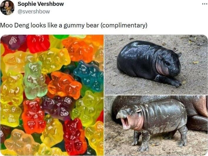 Sophie Vershbow Moo Deng looks like a gummy bear complimentary