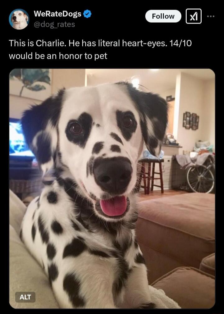 WeRateDogs Xi This is Charlie He has literal heart eyes 1410 would be an honor to pet