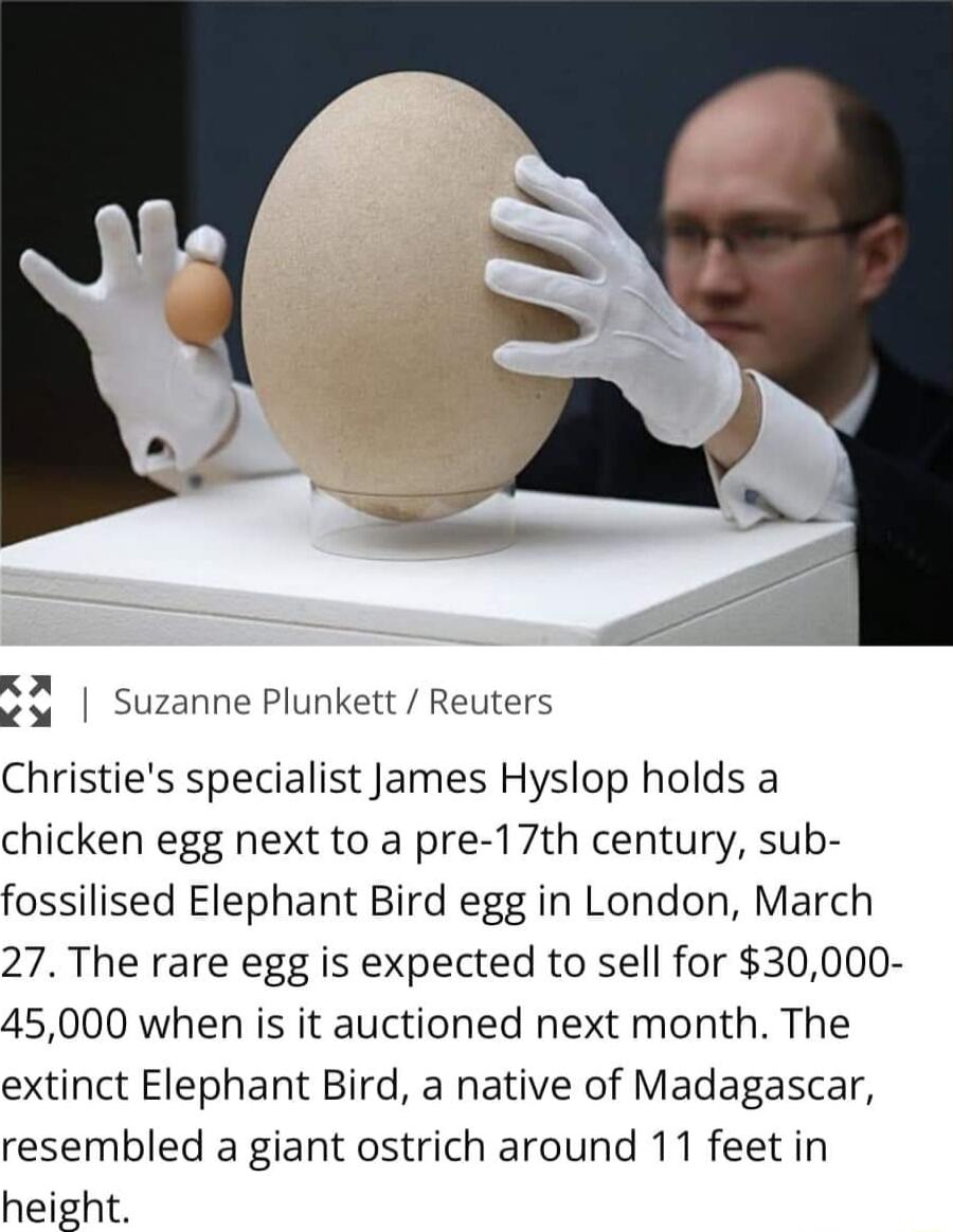 53 Suzanne Plunkett Reuters Christies specialist James Hyslop holds a chicken egg next to a pre 17th century sub fossilised Elephant Bird egg in London March 27The rare egg is expected to sell for 30000 45000 when is it auctioned next month The extinct Elephant Bird a native of Madagascar resembled a giant ostrich around 11 feet in height