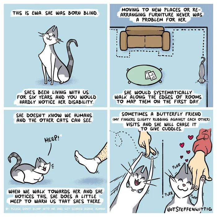 THS 1S cwn i was BoRw BuD ARG FORMTURE BAER WAS A PROBLEM FOR HeX SHES BEEN LIVING WiTH Us SIE WOULD SYSTEMATICALLY FOR Six YEARS AND YOU WOULD WALK ALONG THE EDGES OF ROOMS SARDLY NOTICE HER DISABILTY 70 MAP Thes ON THE FIRST DAY SIE DOEST KNOW WE sOMANS SOMETIMES A BUTTERFLY FRIEND Ao TIE OTHER CATS CAN SEE o PGS SLIATY R0BBING AGANET GH OTIGH VISITS WD SHE WL Ciase T 106 CUBBLES Pty e o WHEN WE