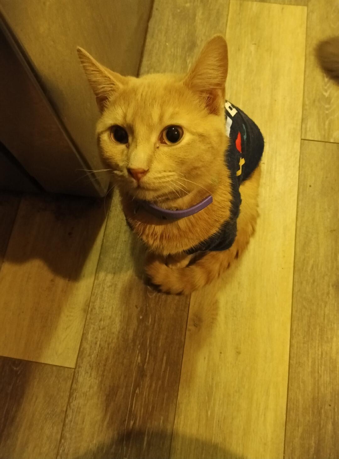 A cute orange cat wearing a dark sweater with a purple collar, sitting on a wooden floor and looking up.