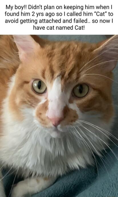 My boy Didnt plan on keeping him when found him 2 yrs ago so called him Cat to avoid getting attached and failed so now have cat named Cat