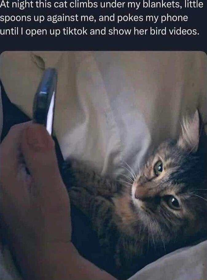 auli iiagicecigeliinyloaVigleCignlAsiLCICRlIne S spoons up against me and pokes my phone until open up tiktok and show her bird videos