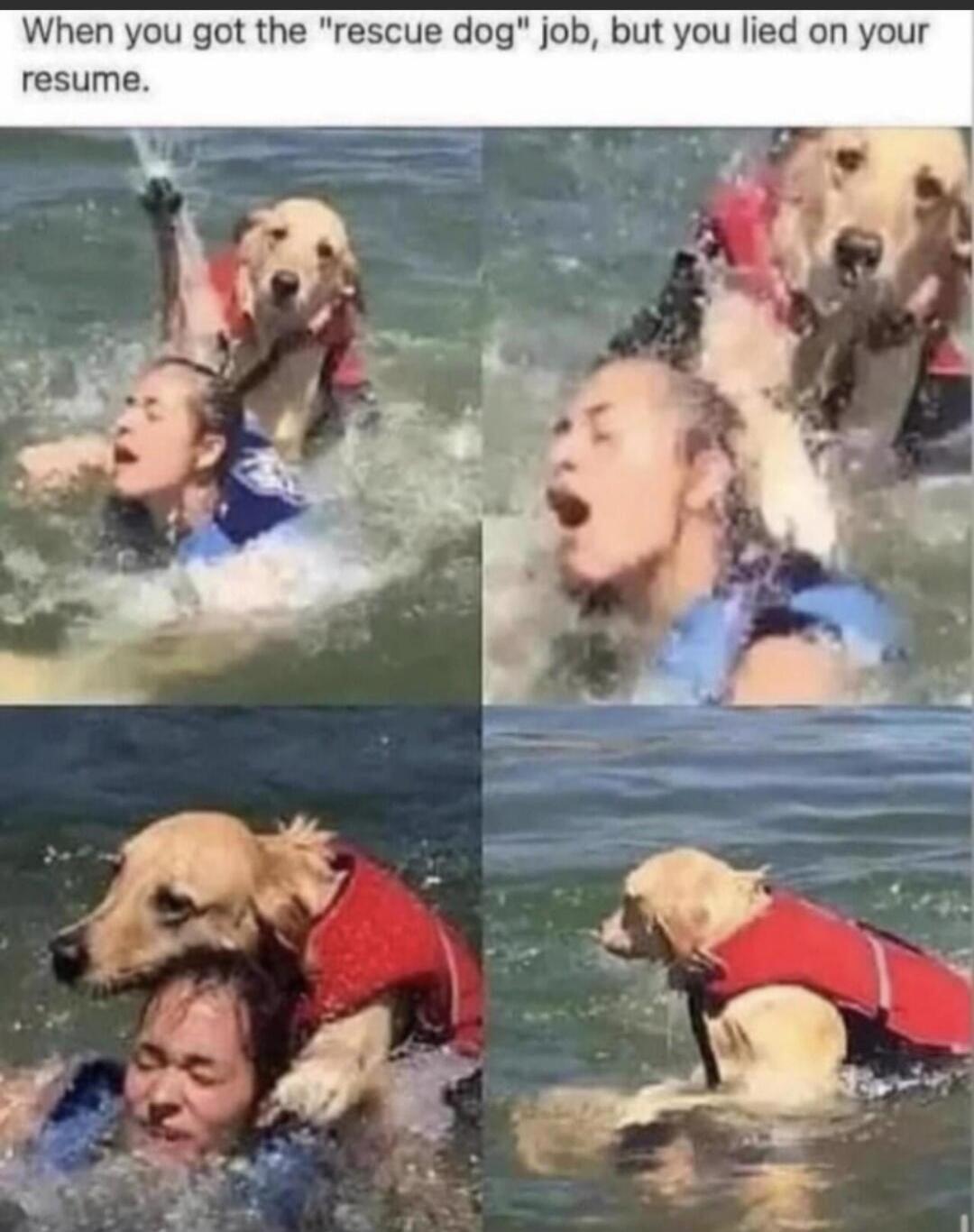 When you got the 'rescue dog' job, but you lied on your resume.