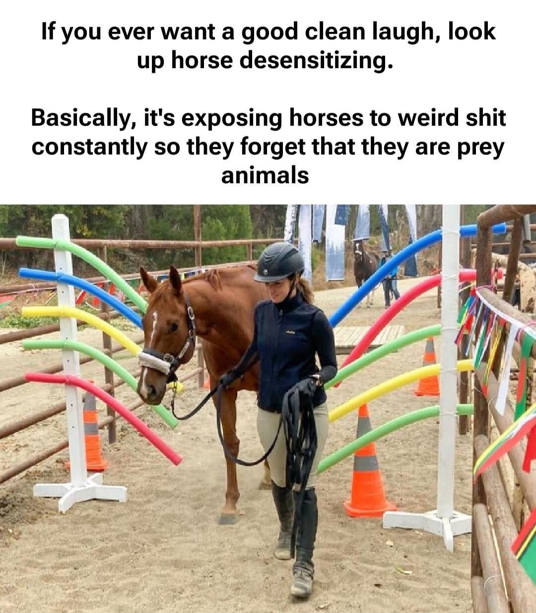 If you ever want a good clean laugh, look up horse desensitizing. Basically, it's exposing horses to weird shit constantly so they forget that they are prey animals