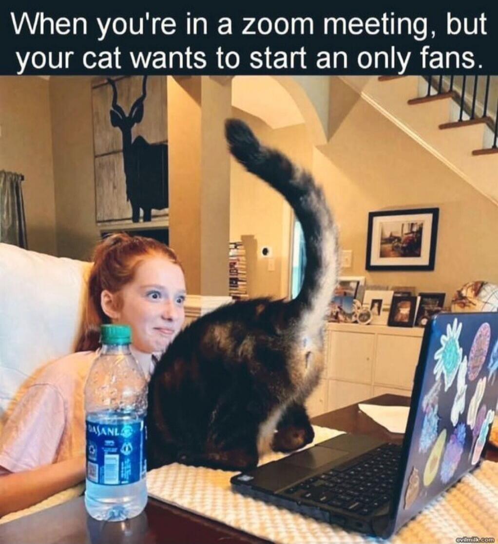 When you're in a zoom meeting, but your cat wants to start an only fans.