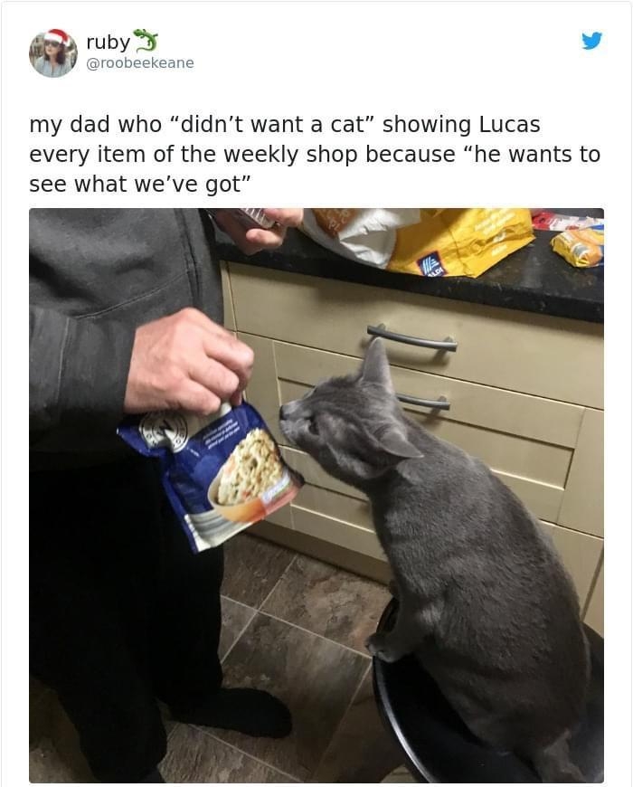 rubj my dad who didnt want a cat showing Lucas every item of the weekly shop because he wants to see what weve got