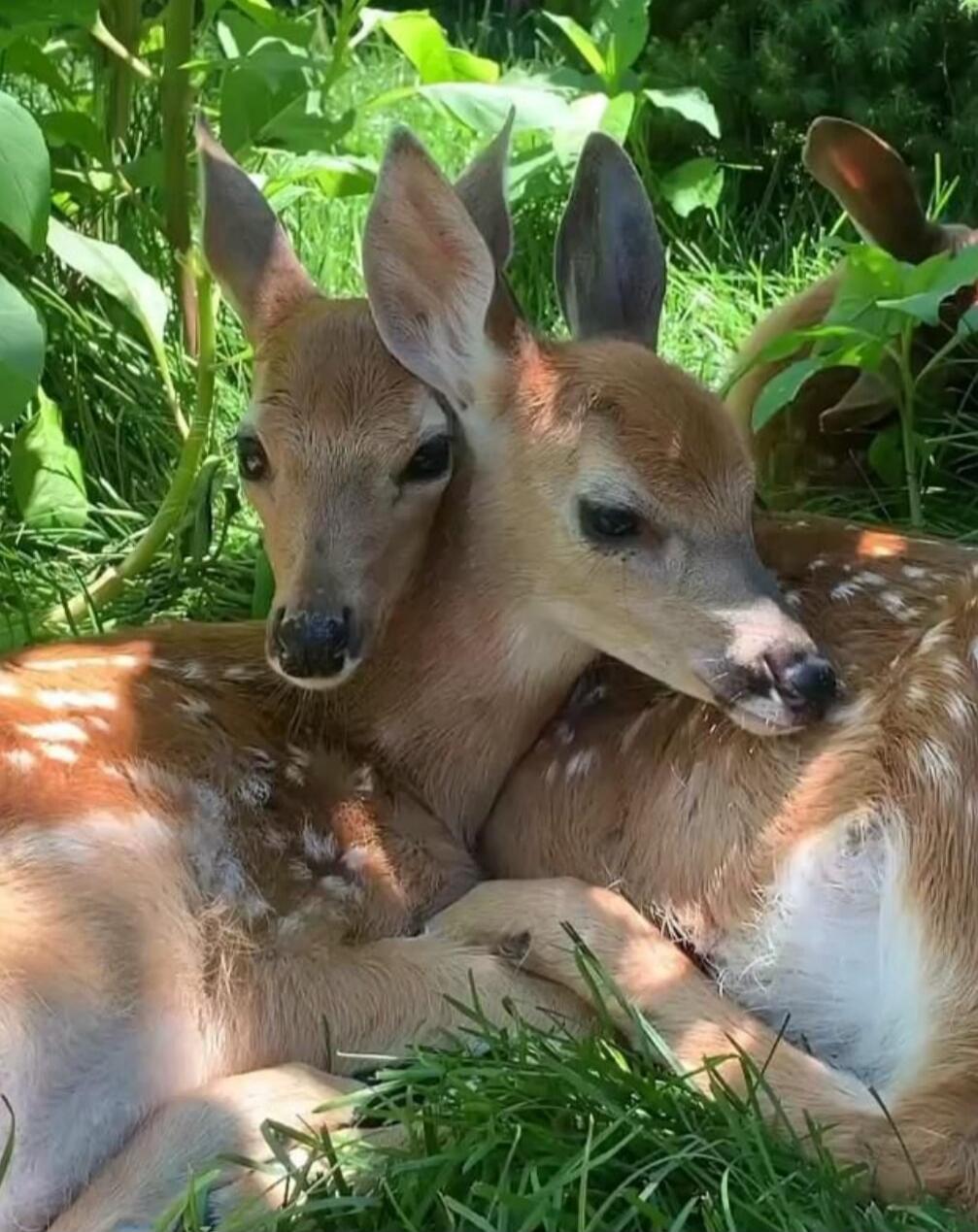 Two young deer (fawns) cuddling and resting in the grass among plants.