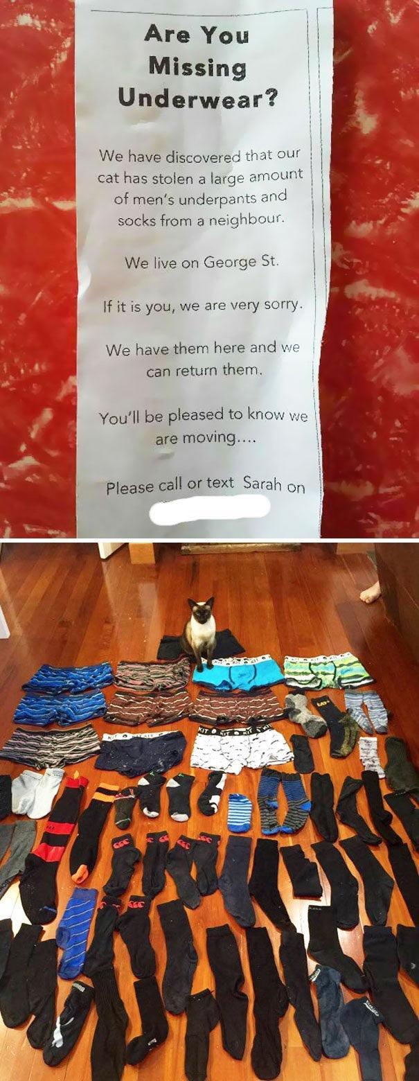 Missing Underwear We have discoverec cat has stolen a large of mens underpants and socks from a neighbour We live on George St If it is you we are very sorry We have them here and we can return them Youll be pleased to know are moving Please call or text Sarah o