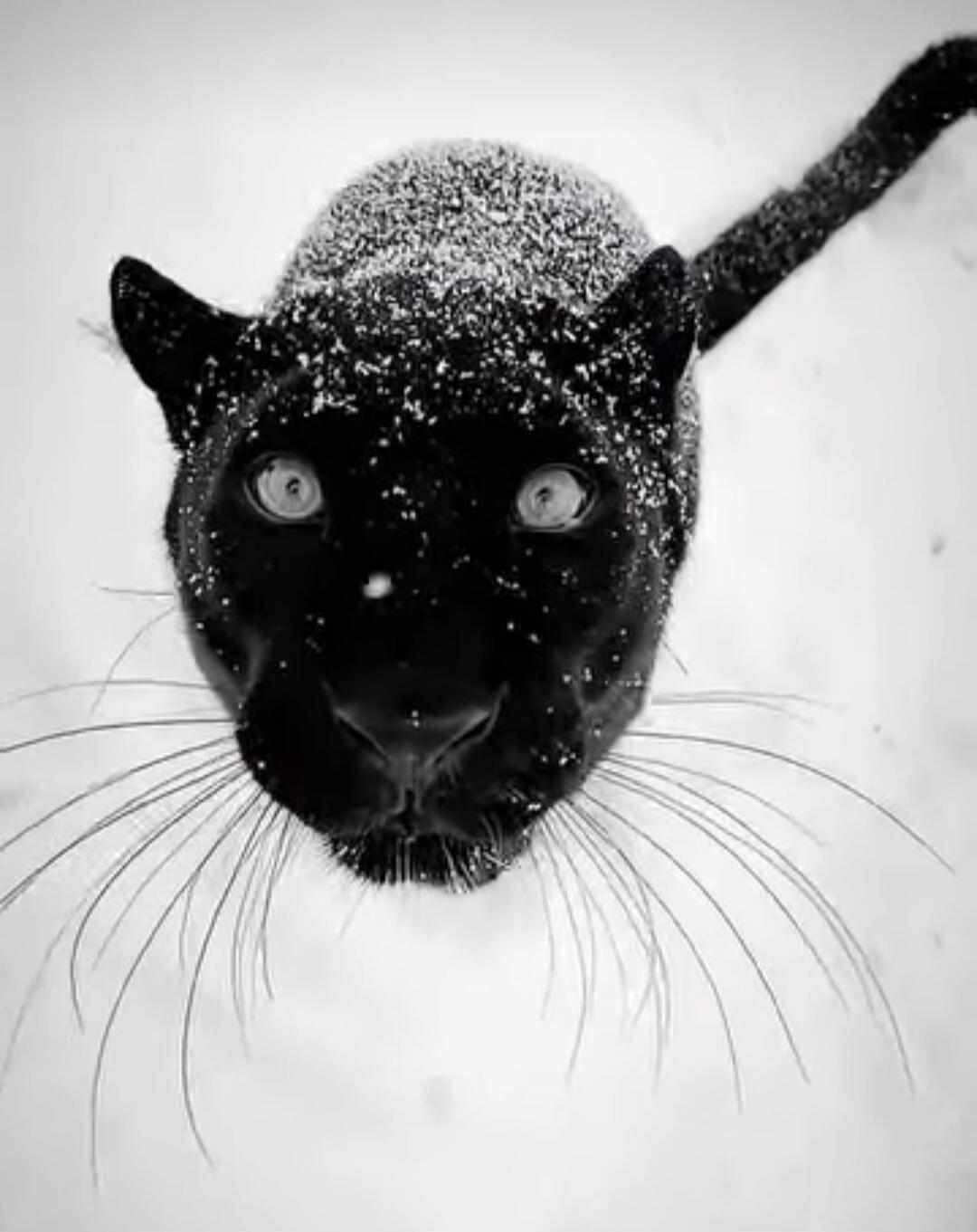 A black panther covered in snow, looking directly at the camera.