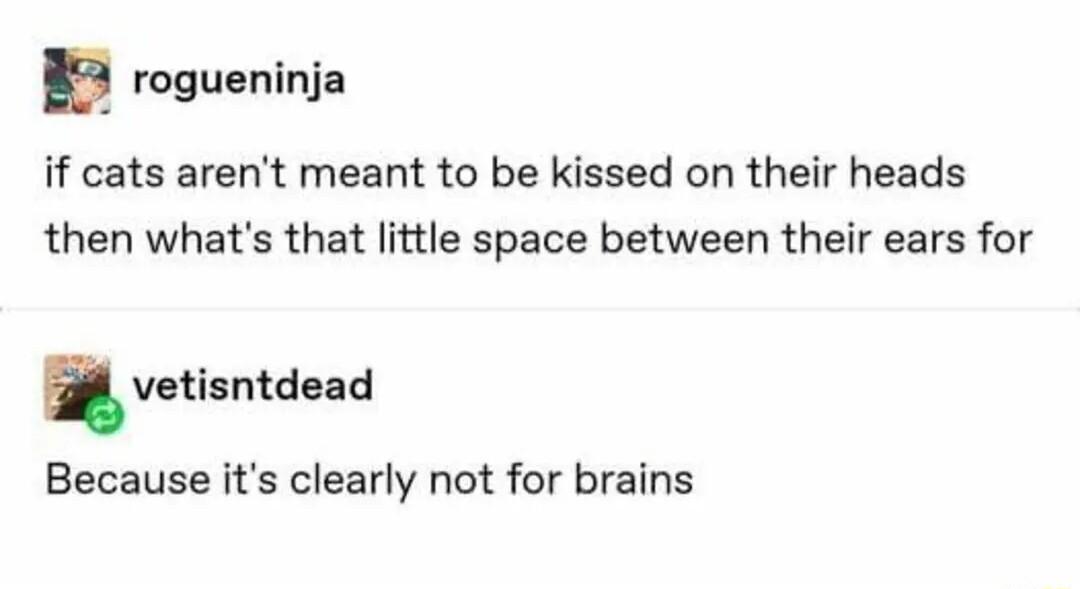 E rogueninja if cats arent meant to be kissed on their heads then whats that little space between their ears for vetisntdead Because its clearly not for brains
