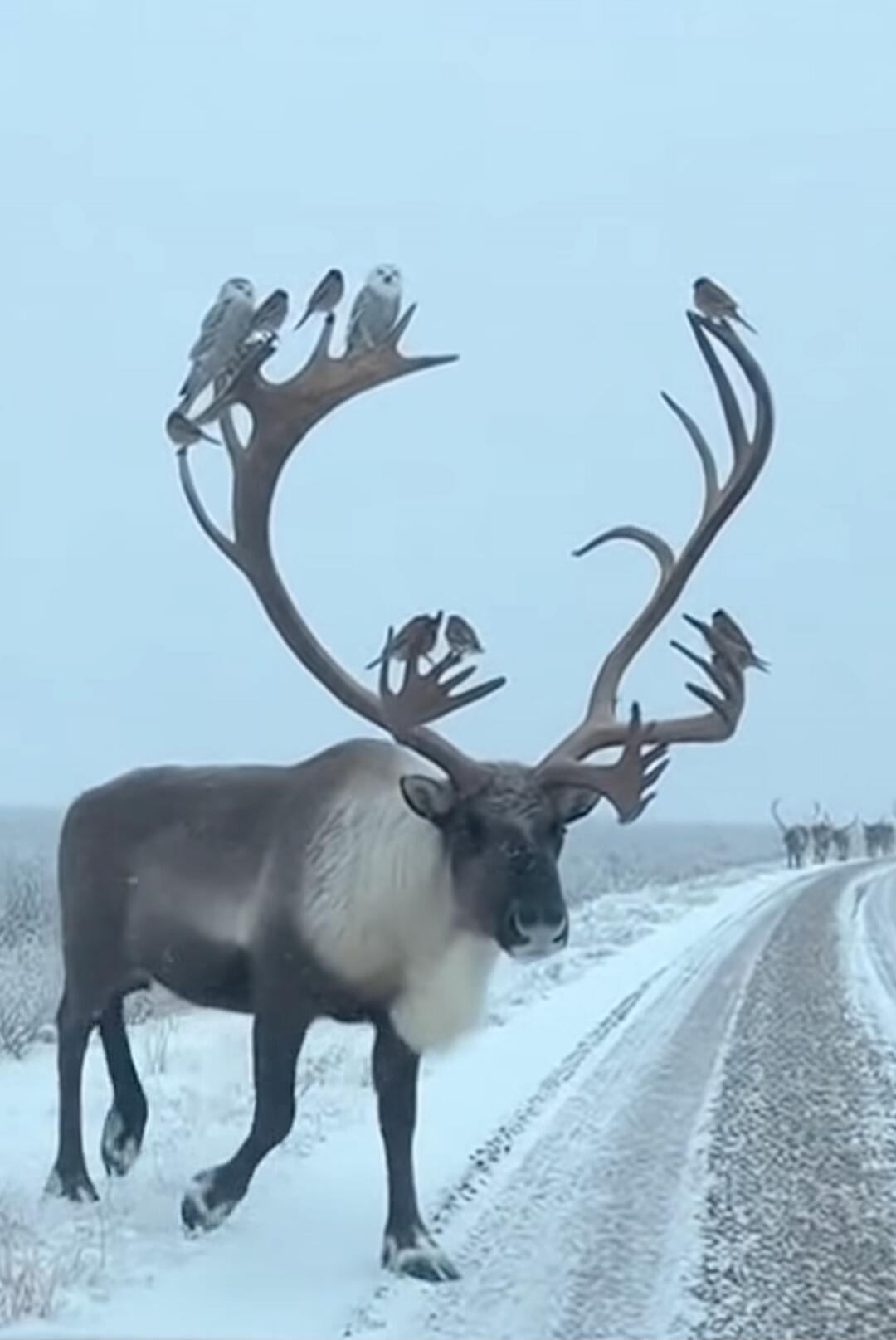 A large reindeer or caribou standing on a snow-covered road with birds perched on its enormous antlers.