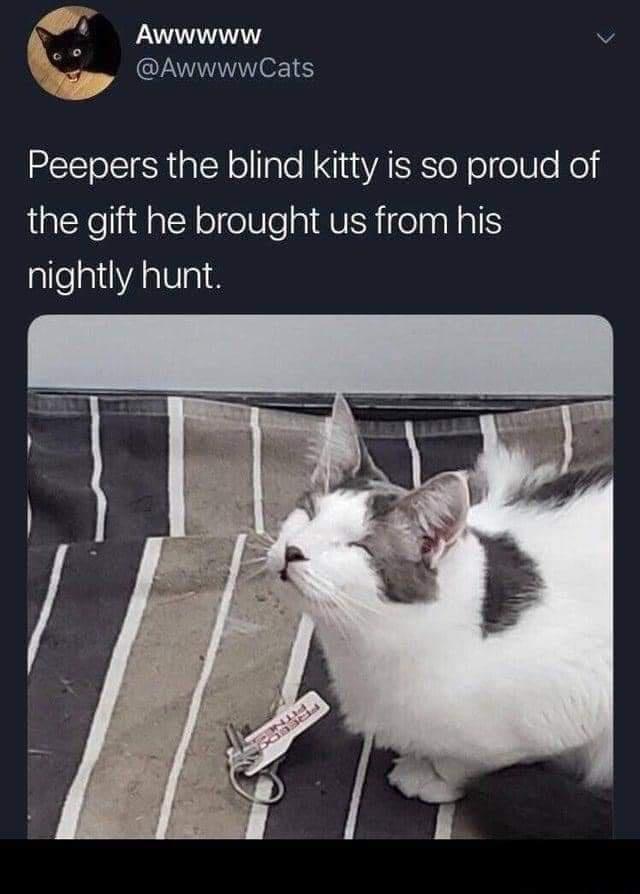 pr O Awwwww v p AwwwwCats Peepers the blind kitty is so proud of the gift he brought us from his nightly hunt
