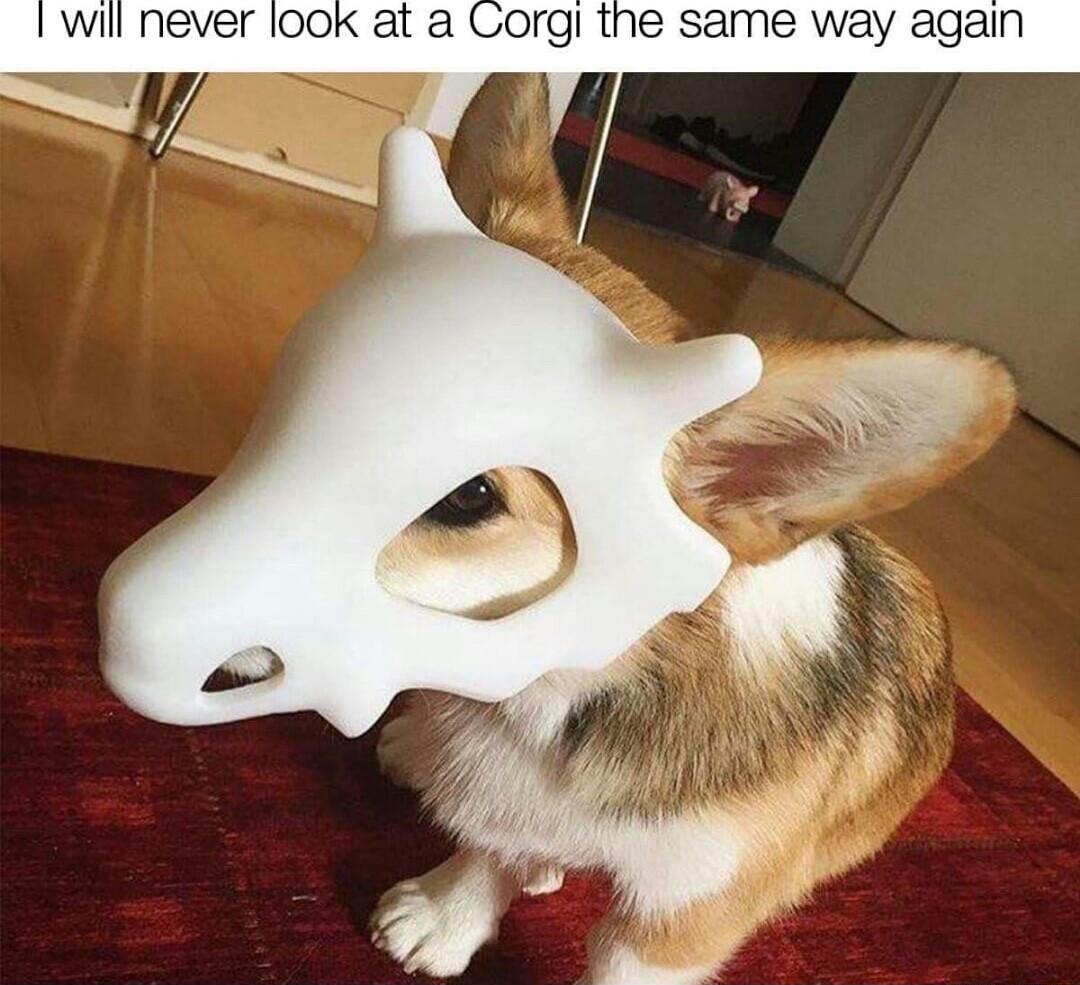 will never look at a Corgl the same way again