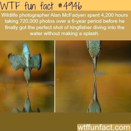 WTF fun fact 4446