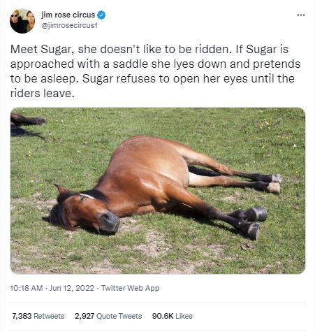 w im rose circus iimrosecircusi Meet Sugar she doesnt like to be ridden If Sugar is approached with a saddle she lyes down and pretends to be asleep Sugar refuses to open her eyes until the riders leave 1048 AM Jun 12 2022 Twitter Web App 7383 Retuests 2927 Quote Twests 906K Likes