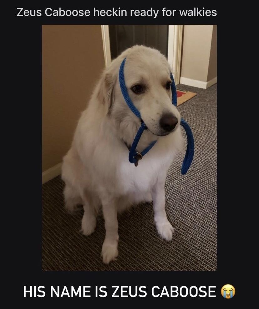 rlrarepuppers Posted by thelokipokey Zeus Caboose heckin ready for walkies HIS NAME IS ZEUS CABOOSE