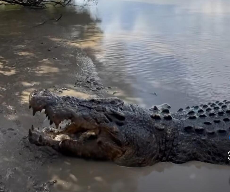 Crocodile with open jaws lying on muddy shoreline by a body of water. Session ID: 1066243.