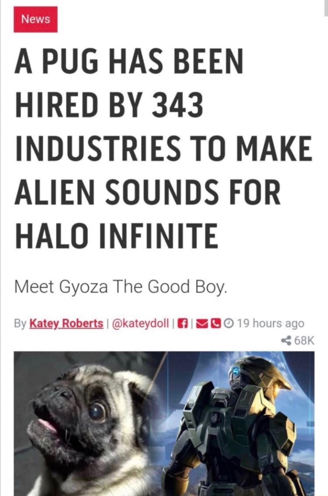 A PUG HAS BEEN HIRED BY 343 INDUSTRIES TO MAKE ALIEN SOUNDS FOR HALO INFINITE Meet Gyoza The Good Boy By Katey Roberts kateydoll 3 19 hours ag
