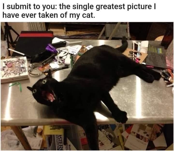 umudkose submit to you the single greatest picture have ever taken of my cat