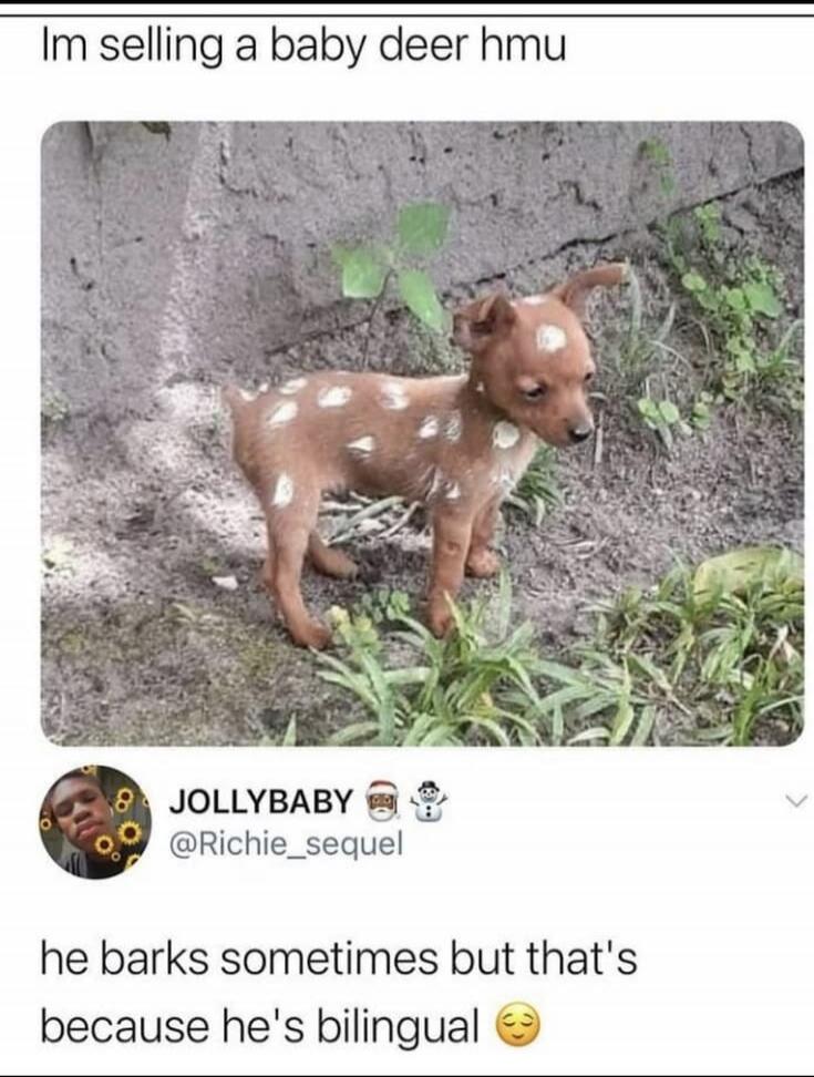 Im selling a baby deer hmu JOLLYBABY @Richie_sequel he barks sometimes but that's because he's bilingual
