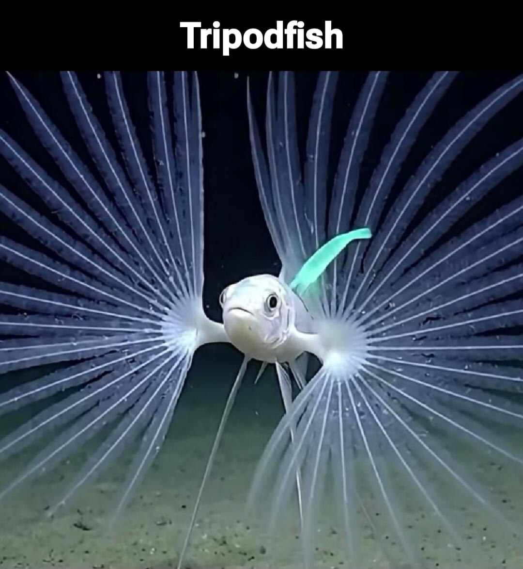 Tripodfish