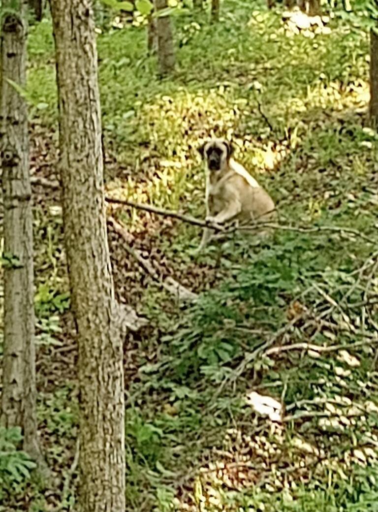 A large, light-colored dog with a dark muzzle is sitting upright in a dense forest or wooded area, looking directly at the viewer. It appears to be holding a stick with its front paws. The background is filled with green foliage and tree trunks, with sunlight dappling through the leaves.