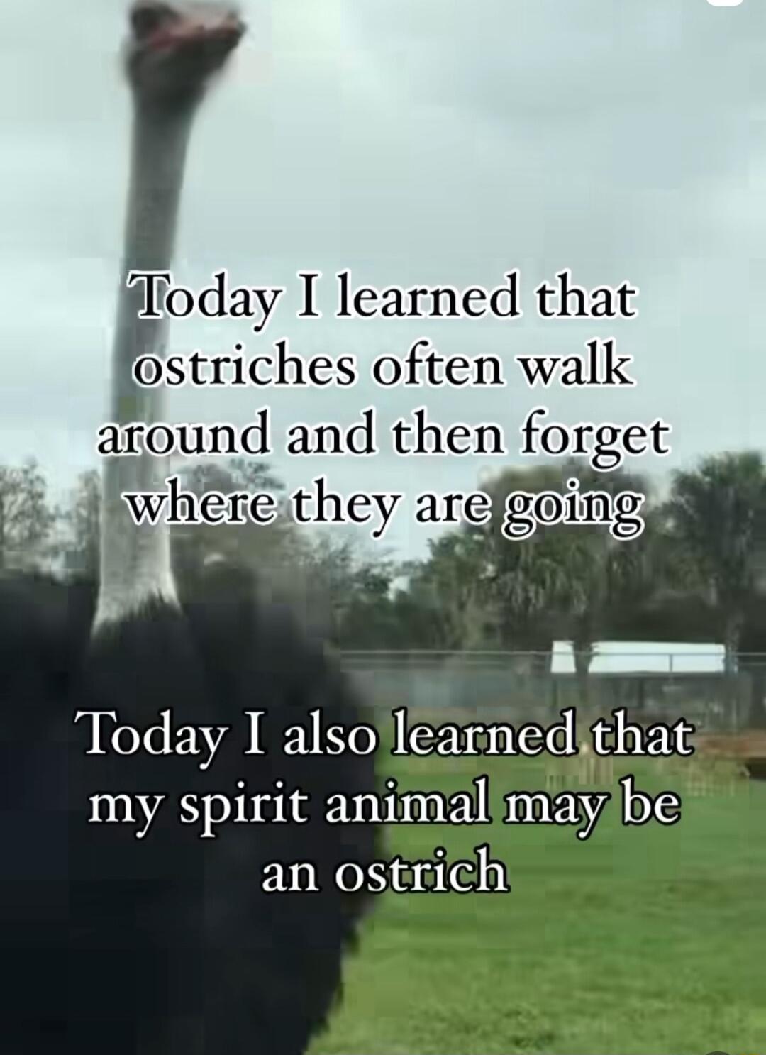 dlloday I learned that ostriches often walk around and then forget Today I alsojlearnedjthat my spirit animal may e an ostrich