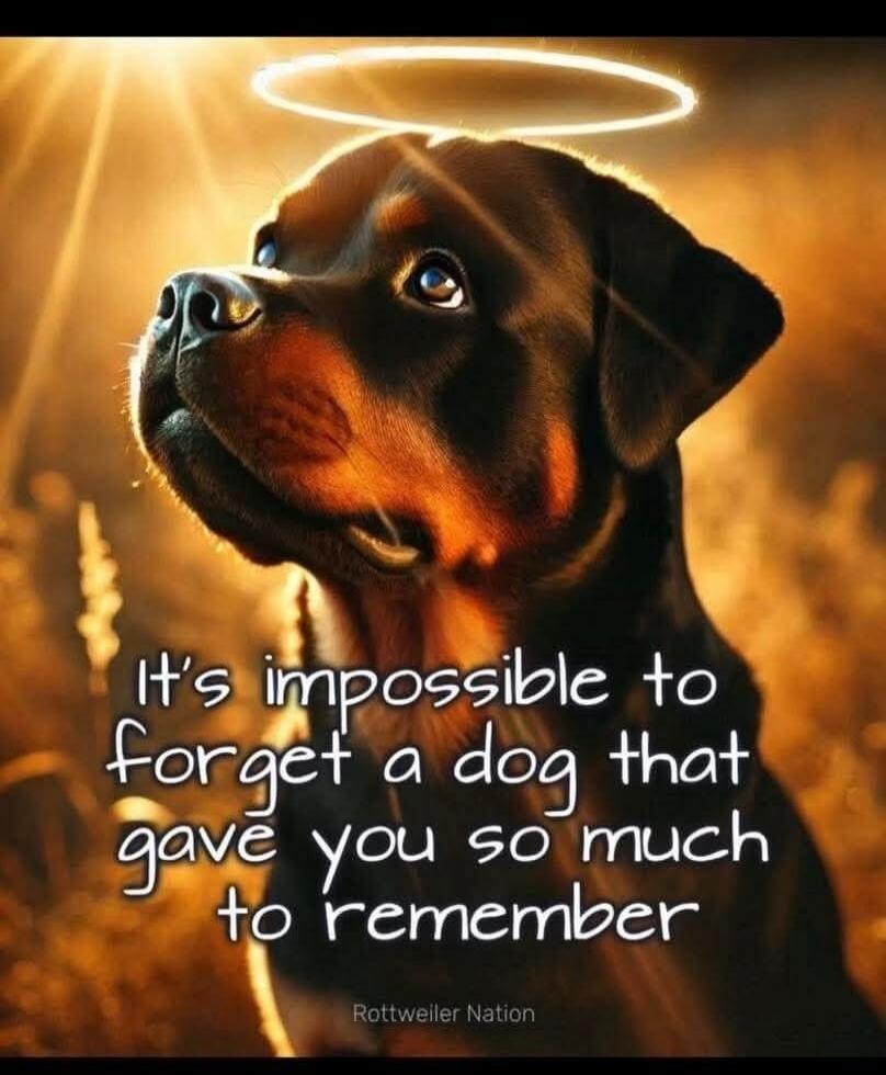 It's impossible to forget a dog that gave you so much to remember. Rottweiler Nation.