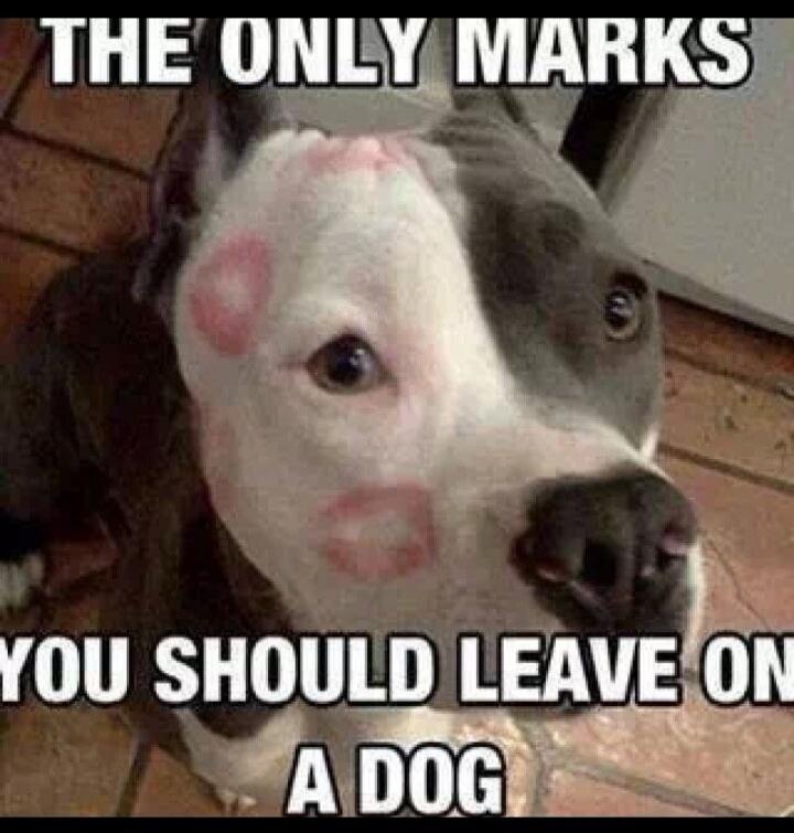 THE ONLY MARKS YOU SHOULD LEAVE ON A DOG
