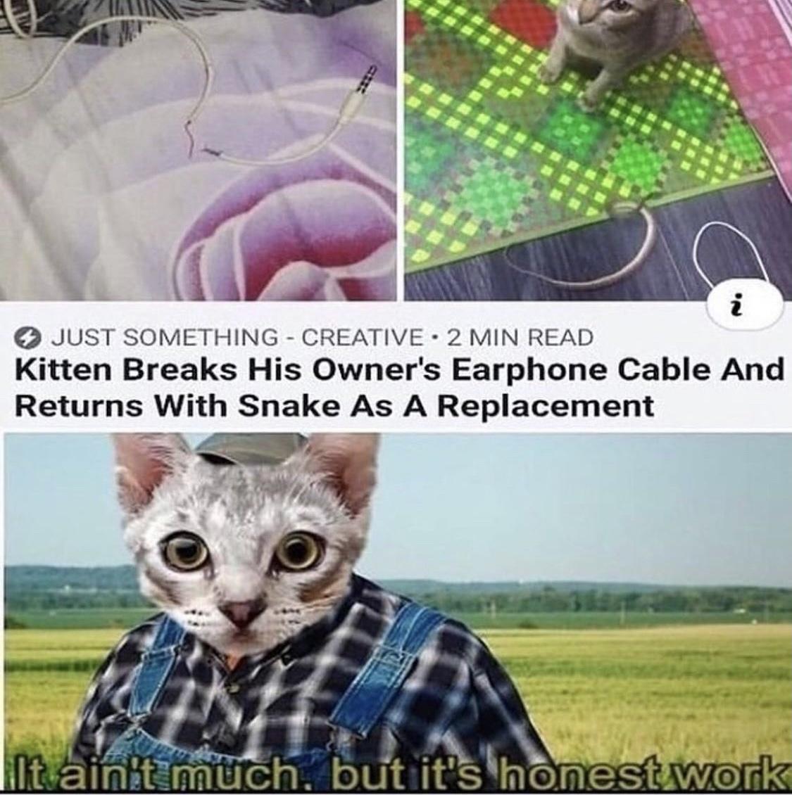 JUST SOMETHING CREATIVE 2 MIN READ Kitten Breaks His Owners Earphone Cable And Returns With Snake As A Replacement